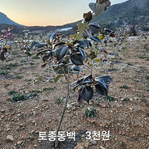 사용자등록이미지 1