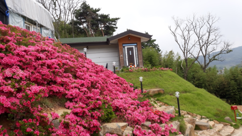 봄철 철쭉꽃 핀 집 주변 풍경