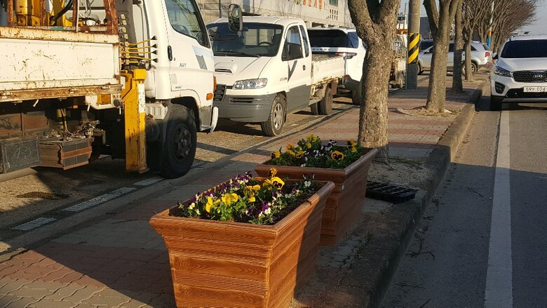 영암읍, 주요 도로변 가로화단 및 화분 봄꽃 식재 이미지 2