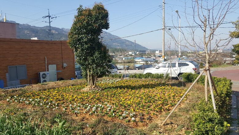 영암읍, 주요 도로변 가로화단 및 화분 봄꽃 식재 이미지 3