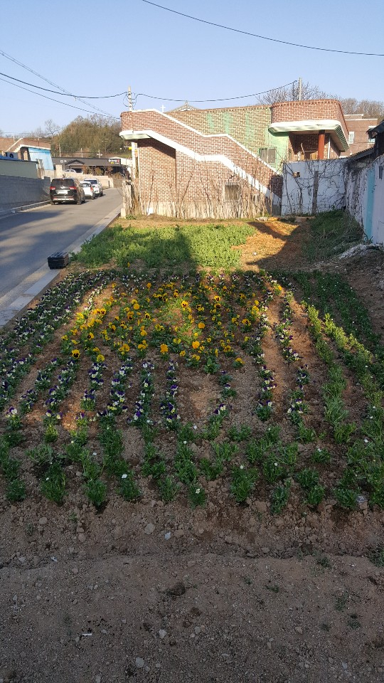 영암읍, 주요 도로변 가로화단 및 화분 봄꽃 식재 이미지 1