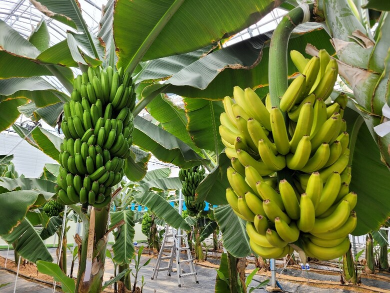 영암군, 아열대작물 바나나 실증시험 성과 이미지 1