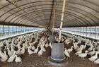 영암군, 8월까지 닭·오리 농가 방역시설 일제점검