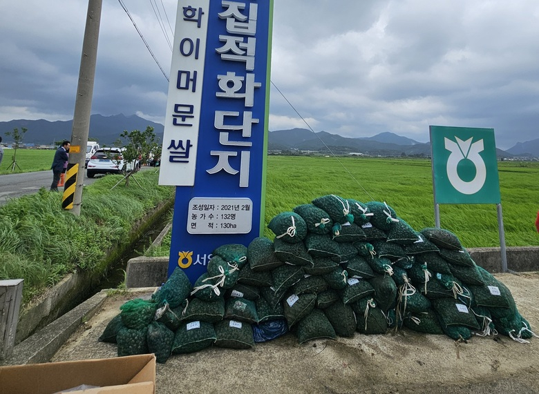 영암군은 지금, 내년 월동 우렁이 방제재 마련 중 이미지 1